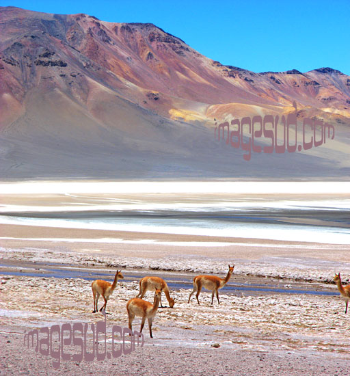 photo argentine : vigognes au bord d'une lagune, altiplano des Andes