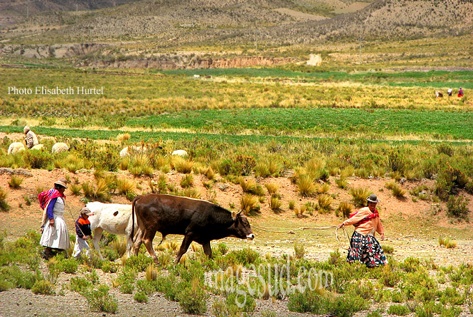 Paysanne Aymara tirant son boeuf, altiplano de Bolivie