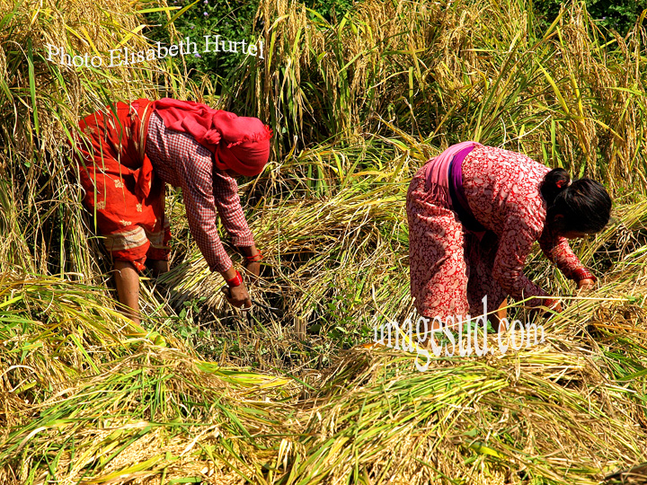 Femmes moissonnant le paddy, riz, Népal