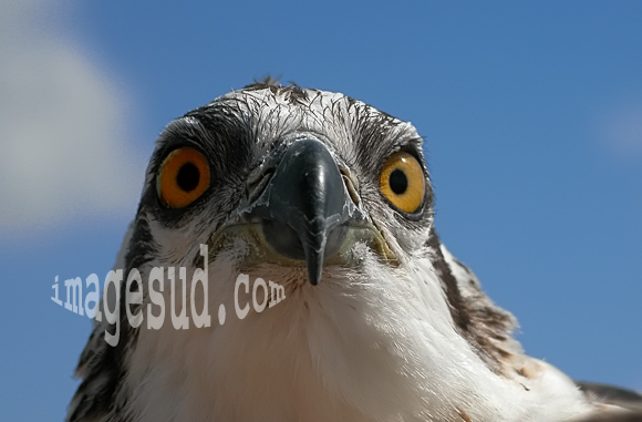 Jeune aigle p&ecirc;cheur / Osprey