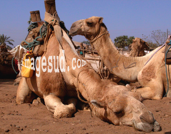 Sommeil de dromadaire, Erythr&eacute;e / Camel asleep, Eritrea