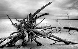photographie noir et blanc
