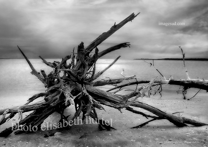Paysage : plage sauvage, photo noir et blanc
