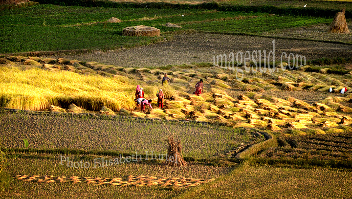Nepal : paysage, la vallée de Katmandou au moment de la récolte du riz. Nepal : rice harvest.
