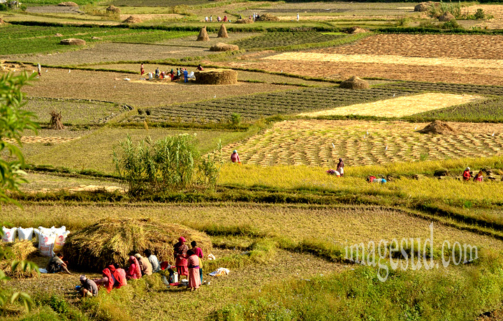 Nepal : champs de riz au moment de la récolte. Paddy fields at harvest, Nepal.